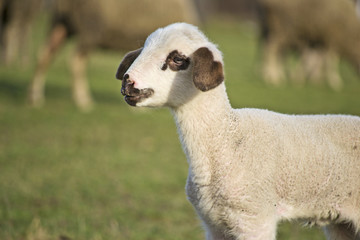 Obraz premium Cute lamb in summer14
