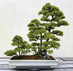 Velours gordijnen Bonsai Bonsai and Penjing landscape with miniature trees in a tray 