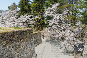 Naklejka premium The cherry-blossom trees in Tsuruga castle park (Aizuwakamatsu castle park), Fukushima, Japan. This park is selected in Japan's Top 100 Cherry-blossom spots by the Japan Cherry-blossom Association.