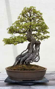 Bonsai and Penjing landscape with miniature deciduous tree in a tray