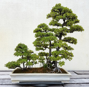 Bonsai and Penjing landscape with miniature trees in a tray 