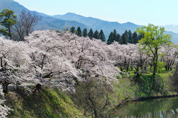 Naklejka premium The cherry-blossom trees in Tsuruga castle park (Aizuwakamatsu castle park), Fukushima, Japan. This park is selected in Japan's Top 100 Cherry-blossom spots by the Japan Cherry-blossom Association.