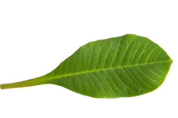 Fototapeta na wymiar One green leaf isolated on a white background