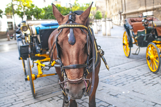 calesa Sevilla,andalucia,Espa&ntilde;a