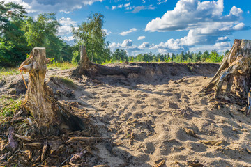 decaying tree stumps in the sand in the forest © jaapbleijenberg