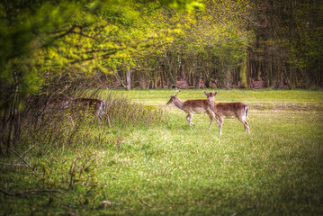 Group rutting red deer