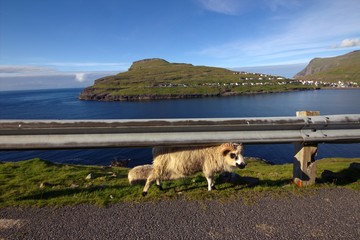 Wildlife in the north Atlantic 