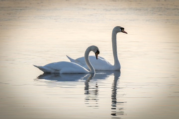 Pair of swans