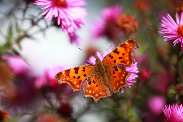 color butterly