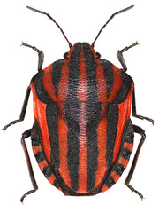 Italian Striped-Bug on white Background - Graphosoma italicum (Mller, 1766)