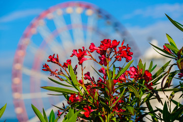 Beautiful nerium oleander in bloom with amazing bokeh.