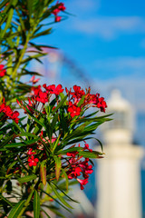 Beautiful nerium oleander in bloom with amazing bokeh.