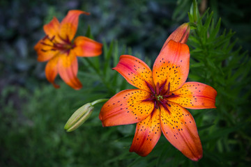 Fototapeta premium Orange lillies