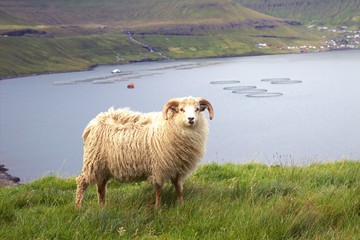 Obraz premium Wildlife in the north Atlantic 