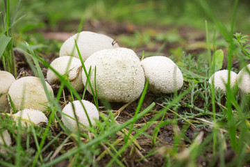 Not a few Fungus-slicker abundantly grows on wet soil