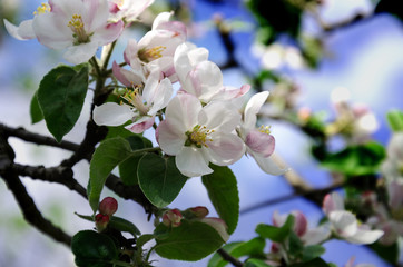 Fototapeta premium Spring blooming apple tree