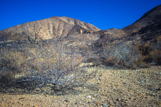 Brush in Rocky Desert