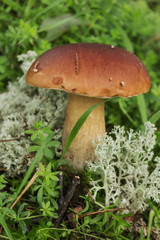 Mushroom boletus on moss in september