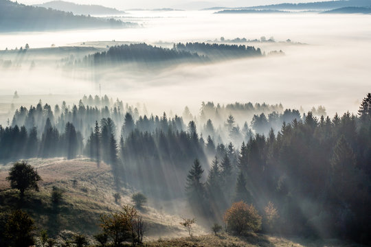 Fototapeta morning fog and a forest