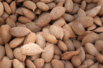 Close-up view of some just picked almonds of the variety called Pizzuta