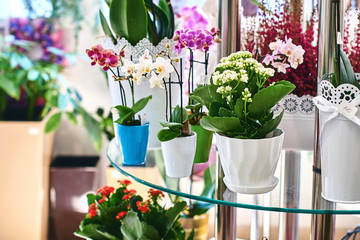 Flower shop interior