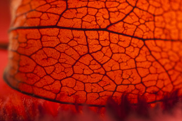 Physalis alkekengi - dried fruit abstract and beautiful filigree texture with red background