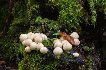 Setas en otoño con musgo en un bosque de hayas