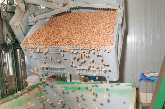 A bin forklift pouring down almonds in a big metal funnel before the industrial working process