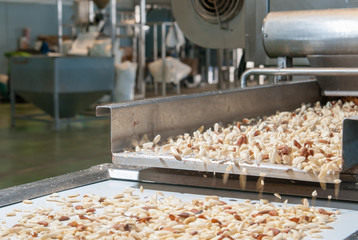 Shelled almonds in the carriage for the peeling process in a modern factory