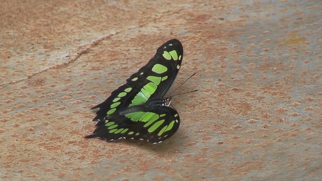 Green butterfly at Iguazu,Argentina