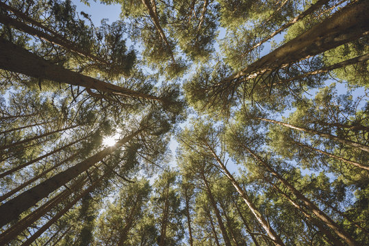 mirada hacia las copas de los &aacute;rboles