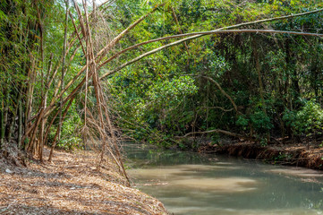 River passing between bamboo groves, trees and vegetation around. Bamboo groves Forest. River turbid water, some leaves and fallen branches.