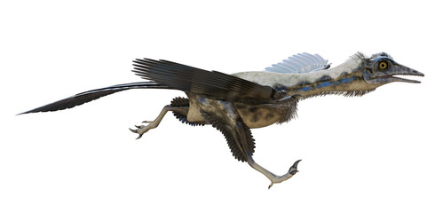 3D rendering of Archaeopteryx running, isolated on white background.