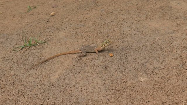 Small lizard eating ants
