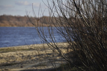 Obraz premium tree with thin branches near the river and the autumn landscape