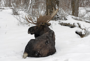 Winter Moose