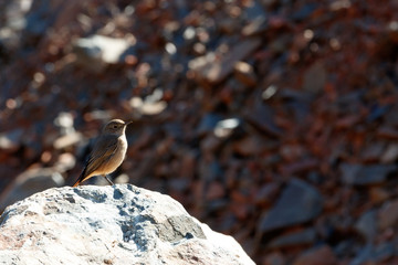 Tiny Brown Bird
