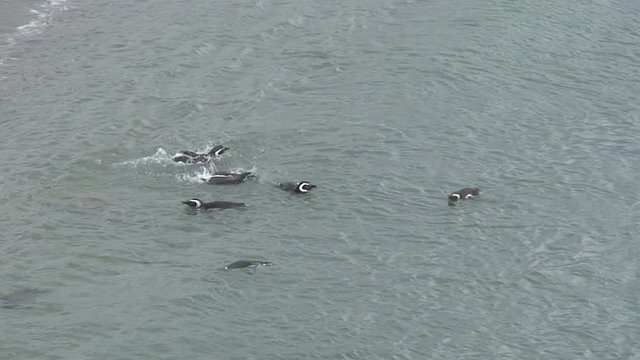 Penguins swimming in the sea