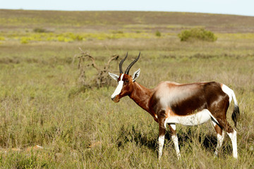 Walking in the field The Bontebok