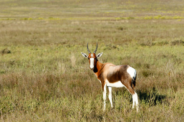 I see you - Bontebok