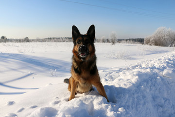 German shepherd dog on snow in winter day