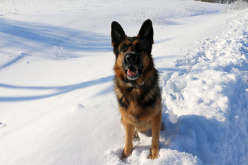 German shepherd dog on snow in winter day
