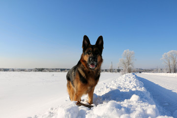 German shepherd dog on snow in winter day