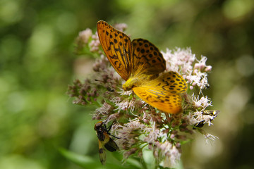 An orange butterfly with blacks dots and a bee on a flower illuminated by timid rays of sunlight among the forest leaves