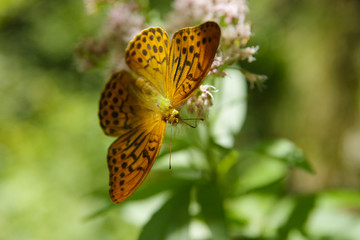 An orange butterfly with blacks dots on a flower illuminated by timid rays of sunlight among the forest leaves