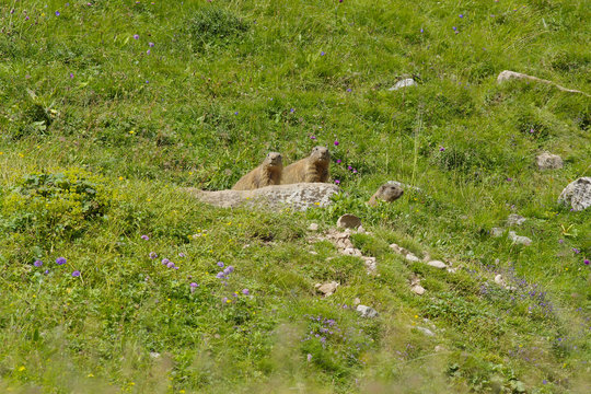 Three alpine marmot, Peller mountain/ Monte Peller