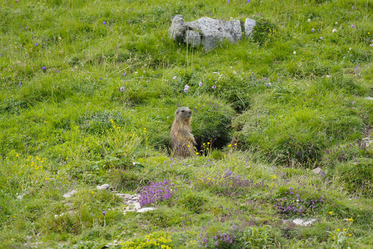 A marmot standing with two legs that recalls her companions on a cloudy day