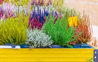 flowering heathers plants