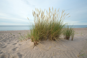 European marram grass, Ammophila arenaria growing in sand on a beach, ocean in the background
