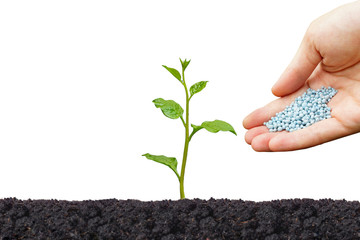 Hand giving fertilizers to a young green plant growing on black soil isolated